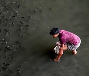 태국 하천에 '틸라피아' 바글바글…외래종과 전쟁 선포