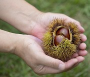 밤·대추 작황 양호…올해 출하량 증가 전망