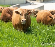 농식품부, 친환경 축산 지원에 내년 142억원 투입