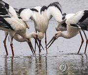 "황새 먹이 줘볼까?"…제5회 예산황새축제 7∼8일 개최