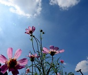 “우산 챙기세요”…전국 5~40㎜ 비소식[오늘날씨]