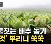 [자막뉴스] 전국 최대 규모 고랭지 단지 '쑥대밭'...죽어가던 배추 살린 '이것'