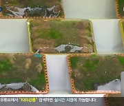 강원 특산물 주제 축제 봇물…더덕부터 메밀까지