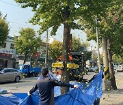 미추홀구, 가을철 '은행나무 열매 조기 제거 사업' 시행해