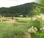 봉평은 지금 ‘메밀꽃 필 무렵’…효석문화제 개막