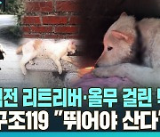 [다다를 인터뷰] 아사 직전 리트리버·올무 걸린 백구…동물구조119 "뛰어야 산다"