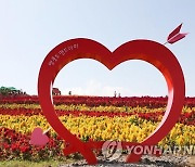 신안 병풍도에서 11일 섬 맨드라미축제 시작…전국 최대