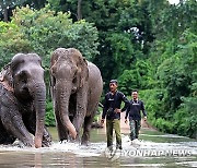 MULTIMEDIA SET VIETNAM ELEPHANTS