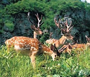 北 쳔연기념물 백암사슴 서식 활동지 조명…"백두산 줄기 동쪽 비탈면"