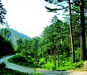 산림청 "추석, 안전하고 편리하게 임도 이용하세요"