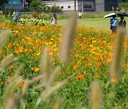 ‘늦더위 계속 된다’…최고 체감온도 33도, 제주 등 일부 소나기 [날씨]