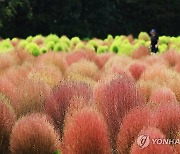 붉게 물들어가는 댑싸리