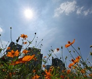 [충북·세종 날씨] 가끔 구름 많고 한낮 늦더위 계속...충북 일부 '폭염주의보'