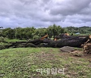 230살 천연기념물, 폭우에 뿌리째 절단.. 결국