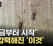 [자막뉴스] 날씨 선선해지니 기승부리는 '이것'...찜통더위 다음은?