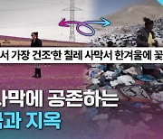 [크랩] 10년에 한 번? 세계에서 가장 건조한 사막에서 피는 기적!