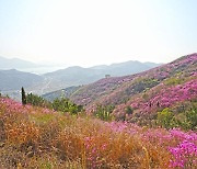 여수 영취산 진달래 군락지 국가지정 '명승' 지정 예고