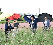 양주 나리공원서 가을꽃 향연…'천일홍 축제' 27일 개막