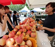 추석 맞이 사과 구매