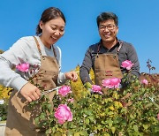 에버랜드, 자체개발 장미품종 ‘항산화 효과’ 입증