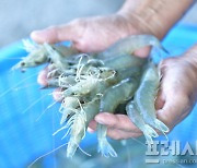 신안군,  '제6회 섬 왕새우축제' 개최…27일부터 10일간