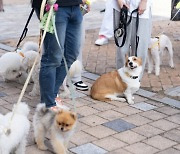 [광주24시] 광주시, 영산강공원 일원에 ‘반려동물 문화공원’ 조성