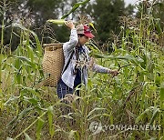 APTOPIX Climate White Corn Damage