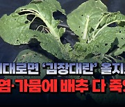 [자막뉴스] "이대로면 ''김장대란' 올지도..." 폭염·가뭄에 배추 다 죽었다