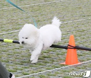 "제주 유나이티드 축구 경기, 반려견과 함께 관람해요"