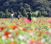 지역공동체 일자리 사업 옥정호 주변에 '백일홍' 활짝