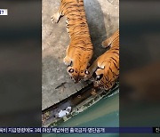 [와글와글] '호랑이 우리'에 들어간 고양이의 운명은?