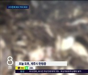 고수온 피해 120만 마리 폐사.. 역대  최고