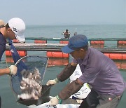 전남도, 고수온 피해 양식어가 25억 긴급 지원