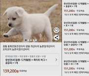 “70근까지 자랄 수 있음”…오픈마켓에 올라온 반려견 매물 ‘충격’