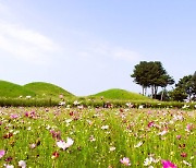 의성 조문국사적지 코스모스 만개