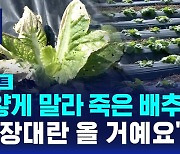 [D리포트] 하얗게 말라 죽은 배추밭…"김장대란 올 거예요"