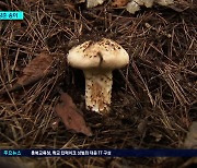 폭염·가뭄에 자취 감춘 송이..."부르는 게 값"