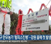 양구 한우농가 ‘럼피스킨병’…강원 올해 첫 발생