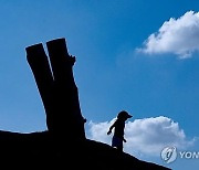 양떼구름부터 비행운까지…변화무쌍한 구름 이야기