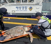 "슬픈 장면이 또" 부산서도 멸종위기종 '붉은바다거북' 사체 발견