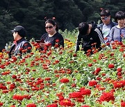 꽃밭에서 ‘추석 맞이’ 하세요…원주·평창 가을 꽃 축제