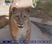 [와글와글] 사자 '바람이' 딸도 청주 동물원서 새출발