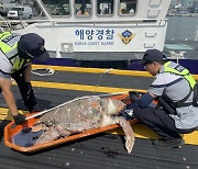 '멸종위기' 부산 앞바다서 붉은바다거북 사체 발견