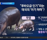 ‘푸바오급’ 인기…태국 홀린 아기 하마 ‘무뎅’