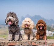 지배견(犬) 상주하는 이 호텔 '인기 폭발'...연휴엔 거의 만석