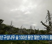 한라산 구상나무 숲 100년 동안 절반 가까이 줄어