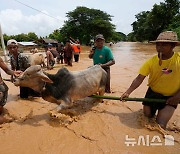 소와 함께 침수 지역 건너는 미얀마 사람들