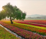 구석구석 꽃내음…꽃 피는 강원