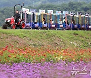 깡통열차 타고 백일홍 축제 즐겨볼까