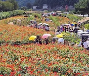 '천만송이 백일홍과 함께 가을 산책을'